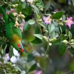 Northern Pakistan Hidden Beauty Nature